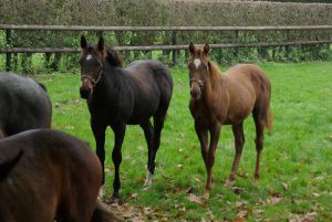 Thriller (links) und Laey Diamond (rechts) als Absetzer 2007 (Foto Dequia Media) (41)